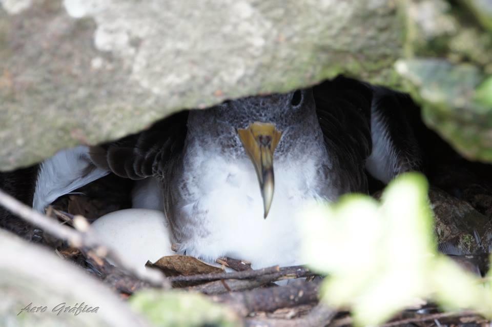 Вілла Sitio Da Assumada Lajes das Flores Екстер'єр фото